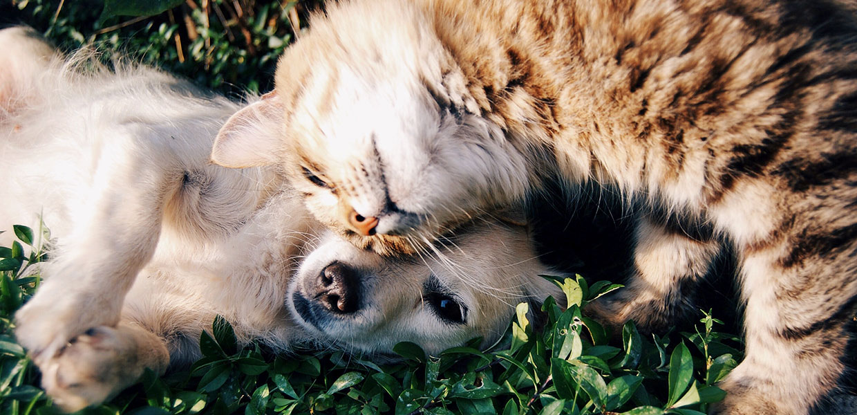 Dog & Cat Cuddling